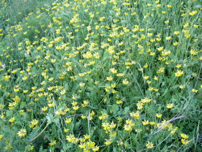 Securigera securidaca (Fabaceae)